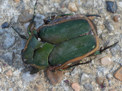 Common Green June Beetle