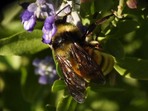 American Bumble Bee