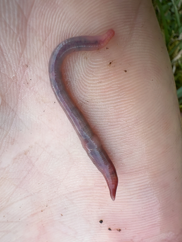 Gilt-tail