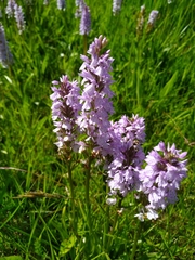 Dactylorhiza maculata ericetorum