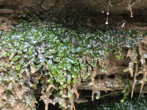 Dumortier's Liverwort