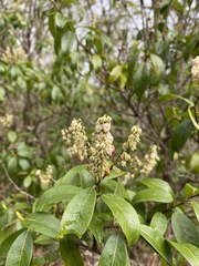 Pieris floribunda