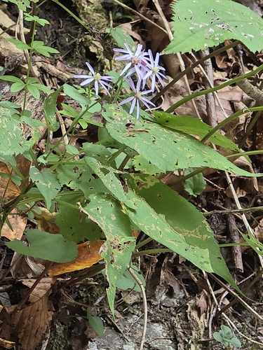 Common Blue Wood Aster
