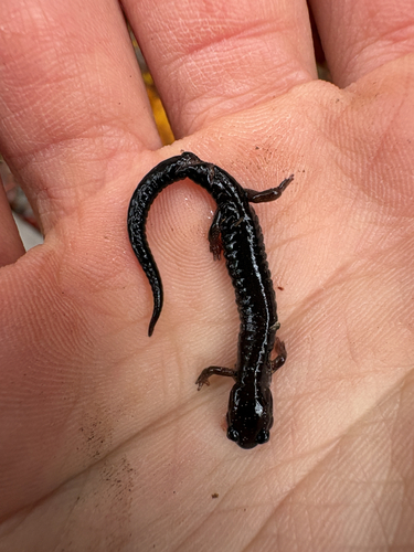 Eastern Red-backed Salamander
