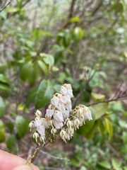 Pieris floribunda