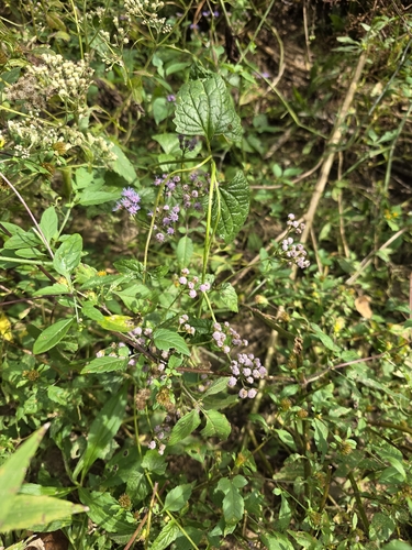 blue mistflower