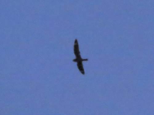 Lesser Nighthawk observed by alejowilliams