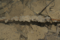 Salamandrina perspicillata