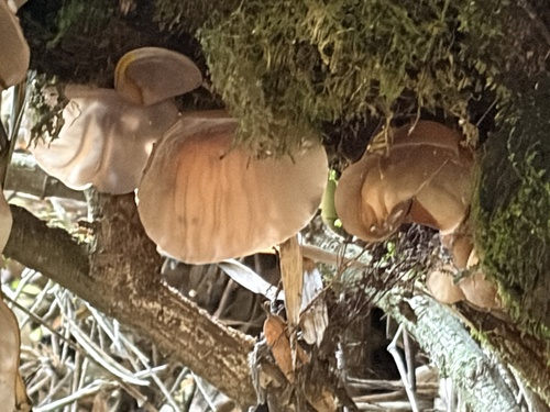 Auricularia fuscosuccinea observed 2026-10-09