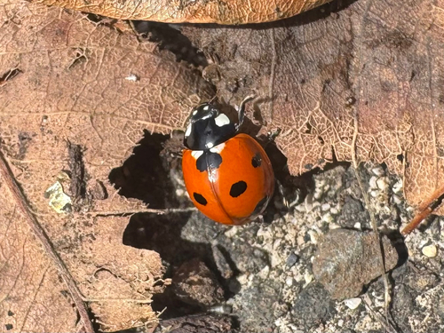 Coccinella septempunctata observed 2026-10-09