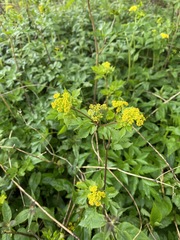 Thaspium barbinode