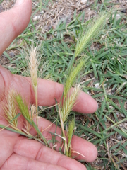 Hordeum pusillum