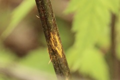 Phragmidium bulbosum