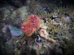 Spirobranchus minutus