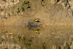 Motacilla cinerea cinerea