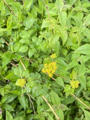 Thaspium barbinode