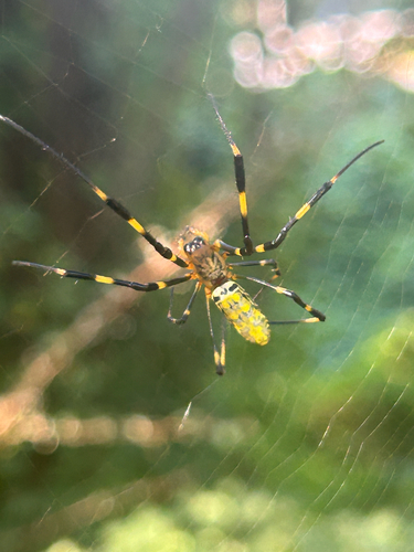 Joro Spider