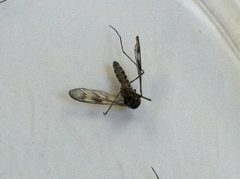 Culiseta incidens