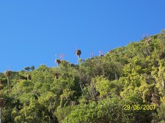 Aloe pluridens