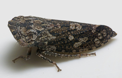 Smicrocotis
