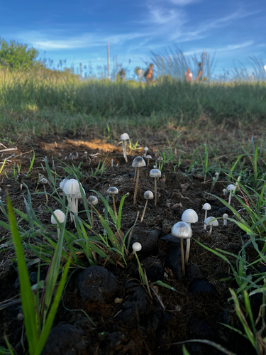 Panaeolus antillarum