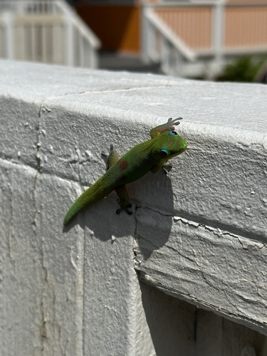 Phelsuma laticauda observed 2026-10-09