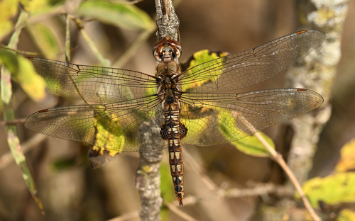 Spot-winged Glider photo 3