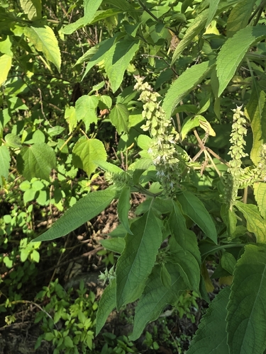 Ocimum gratissimum observed 2026-10-10