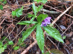 Cardamine pentaphyllos