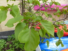 Prunus armeniaca