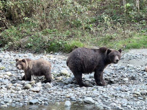 Grizzly Bear sighting near Strathcona