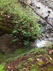 Euonymus occidentalis