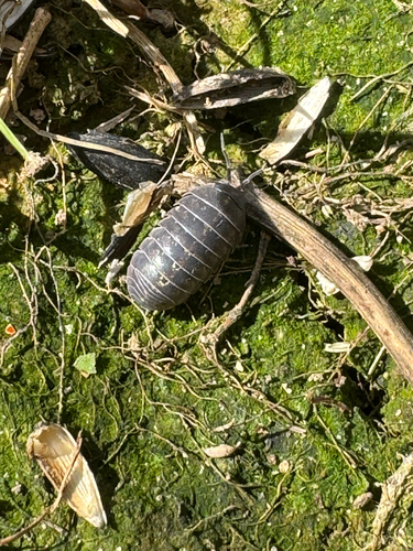 Common Pill Woodlouse