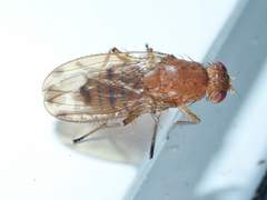 Suillia quinquepunctata