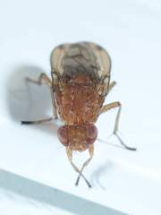 Suillia quinquepunctata