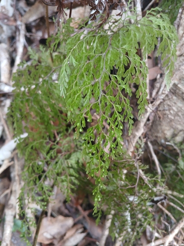 Hymenophyllum bivalve observed 2026-10-10