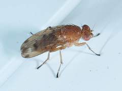 Suillia quinquepunctata