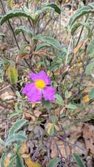 Cistus tauricus