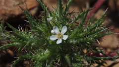 Navarretia tagetina