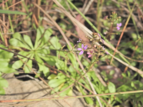 Stylidium debile (Stylidium debile)