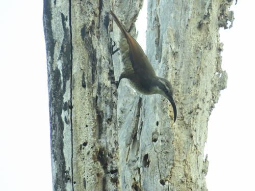 Ptiloris paradiseus observed 2026-10-09
