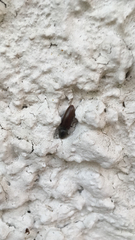 Athous haemorrhoidalis