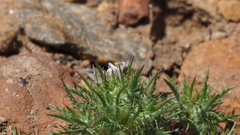 Navarretia tagetina