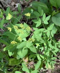 Zizia trifoliata