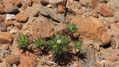 Navarretia tagetina