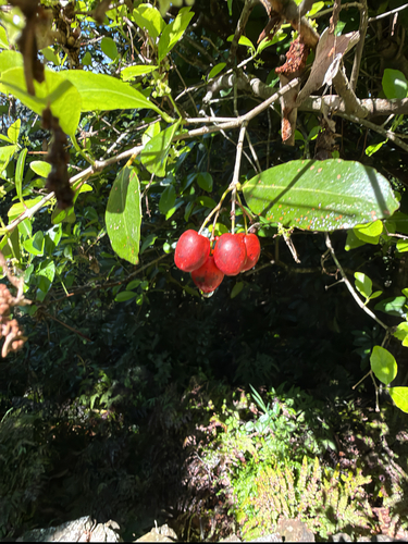 Elaeodendron australe observed 2026-10-10