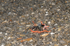 Salamandrina perspicillata