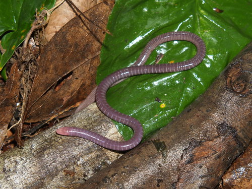 West Forest Caecilian - Photo (c) Omar, some rights reserved (CC BY-NC), uploaded by Omar