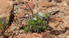 Navarretia tagetina