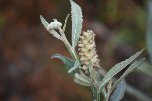 Pterocaulon pycnostachyum, 2026-10-04